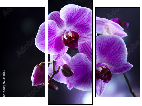 Orchid - Three-piece canvas print, Triptych
