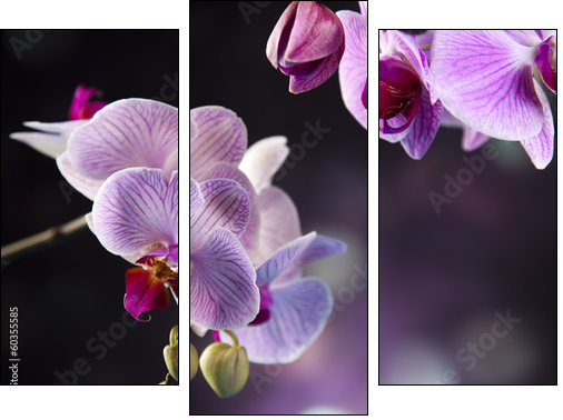 Beautiful orchids - Three-piece canvas print, Triptych