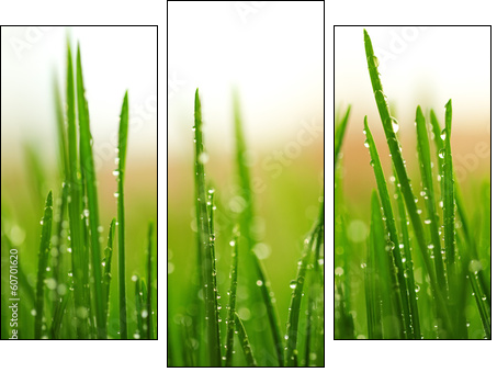 Green wet grass with dew on a blades - Three-piece canvas print, Triptych