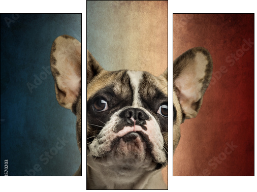 Close-up of a French Bulldog, on a vintage colored background - Three-piece canvas print, Triptych
