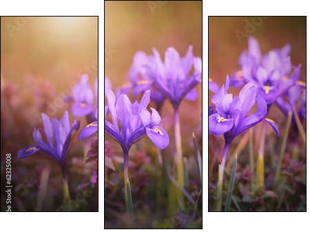 Iris flower bloom early spring - Three-piece canvas print, Triptych