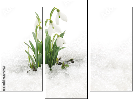 Snowdrops and Snow - Three-piece canvas print, Triptych