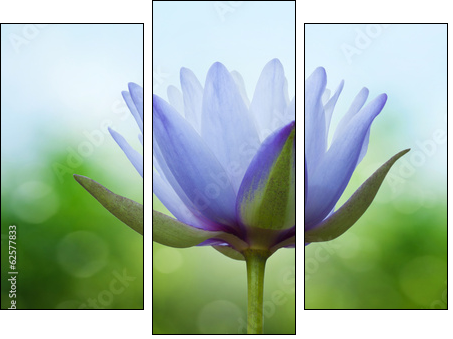Blue lotus on spring background - Three-piece canvas print, Triptych