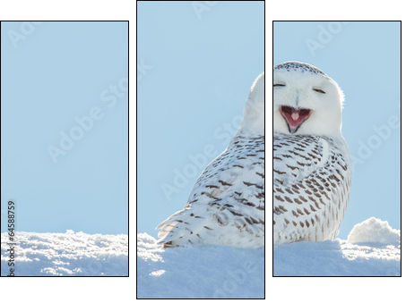 Snowy Owl - Yawning / Smiling in Snow - Three-piece canvas print, Triptych