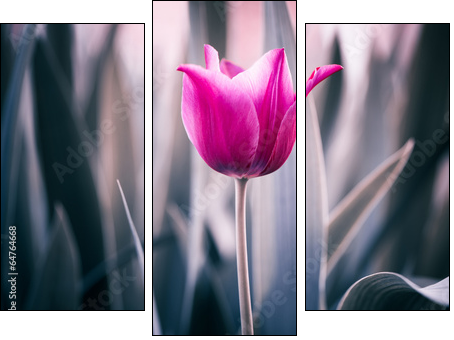 red tulip closeup - Three-piece canvas print, Triptych