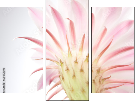 Light  pink cactus flower . - Three-piece canvas print, Triptych