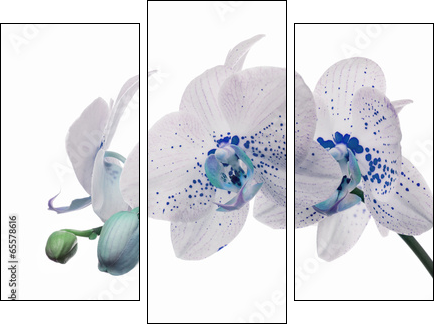 orchid flowers with large and small blue spots - Three-piece canvas print, Triptych