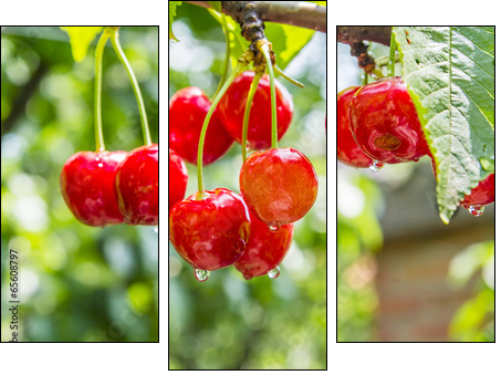Cherry red berries on a tree branch with water drops - Three-piece canvas print, Triptych