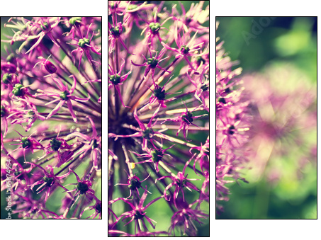 Blooming onion in a garden close up - Three-piece canvas print, Triptych