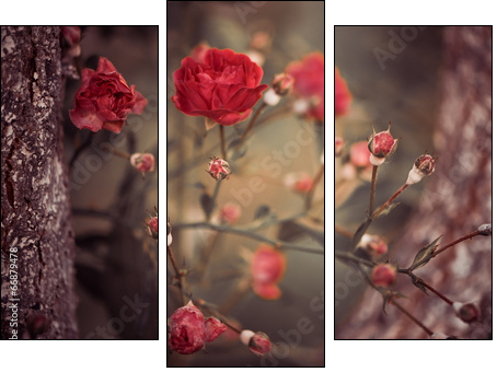 wild roses bush branches between tree branches - Three-piece canvas print, Triptych