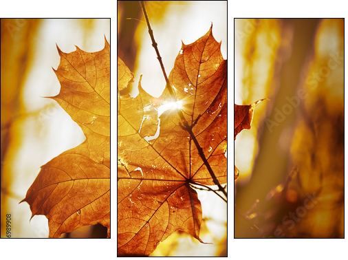 dry autumn leaf - Three-piece canvas print, Triptych