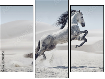Picture presenting the galloping white horse - Three-piece canvas print, Triptych