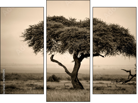 Lone acacia tree with gazelles in sepia - Three-piece canvas print, Triptych