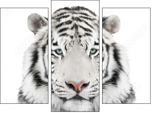 Isolated white tiger - Three-piece canvas print, Triptych
