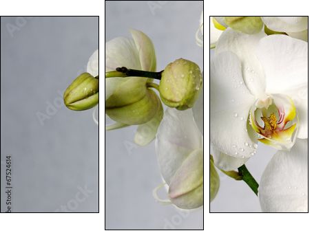 white orchids - Three-piece canvas print, Triptych