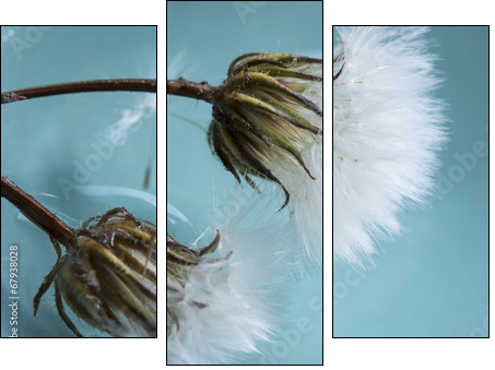 Dandelions - Three-piece canvas print, Triptych