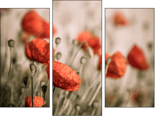 red poppy - Three-piece canvas print, Triptych