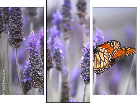 Butterfly with lavenders - Three-piece canvas print, Triptych