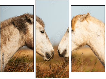 Two white horses of Camargue - Three-piece canvas print, Triptych