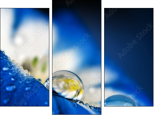 flower petal with drops - Three-piece canvas print, Triptych