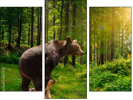 curious little bear in the forest - Three-piece canvas print, Triptych