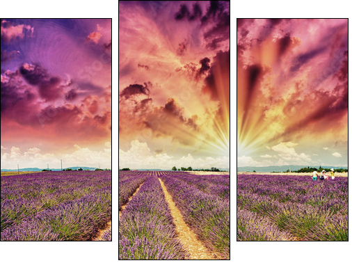 Lavender meadows in summer, Provence - France - Three-piece canvas print, Triptych