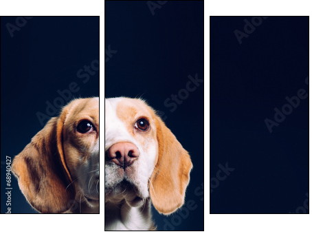 Portrait of a dog. Beagle. studio shot on dark background - Three-piece canvas print, Triptych