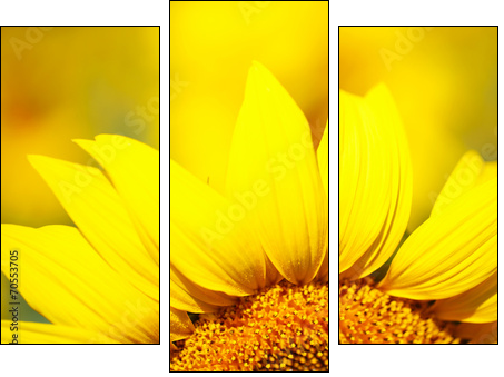 Beautiful sunflower in field - Three-piece canvas print, Triptych