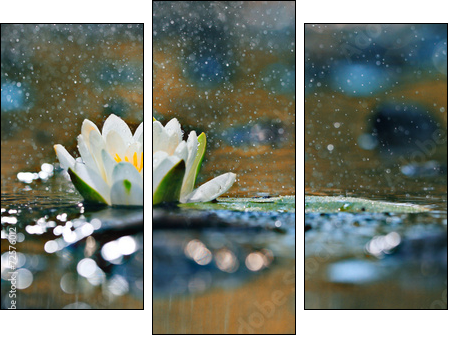 lily pads on the water - Three-piece canvas print, Triptych