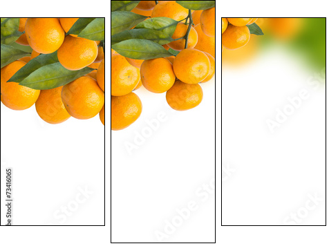 tangerine trees - Three-piece canvas print, Triptych