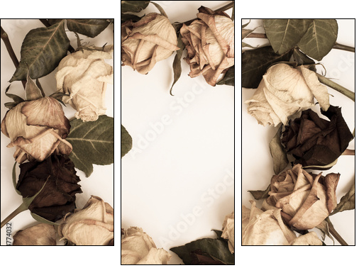 withered rose - Three-piece canvas print, Triptych