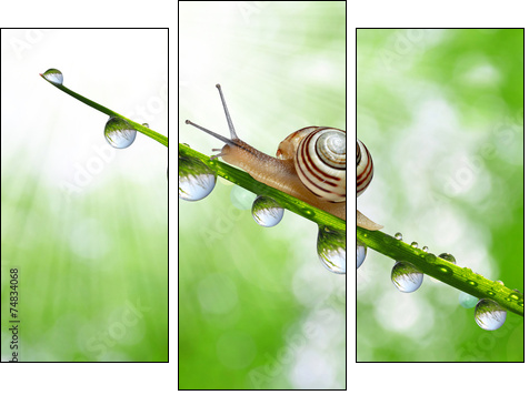 Snail on dewy grass close up - Three-piece canvas print, Triptych