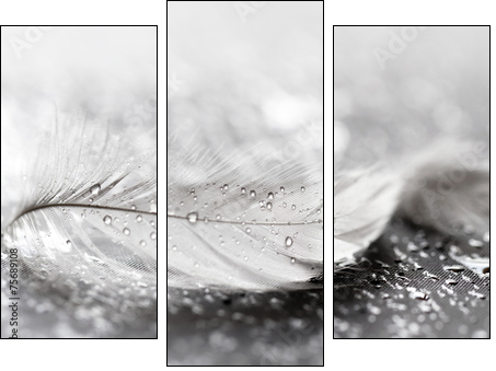 White feather with water drops - Three-piece canvas print, Triptych
