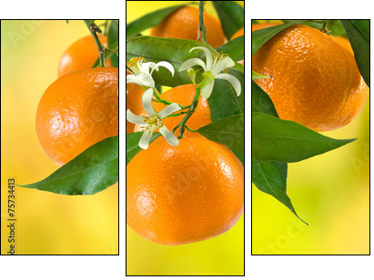 ripe tangerine on a yellow background - Three-piece canvas print, Triptych