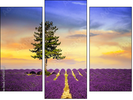 LAVENDER IN SOUTH OF FRANCE - Three-piece canvas print, Triptych