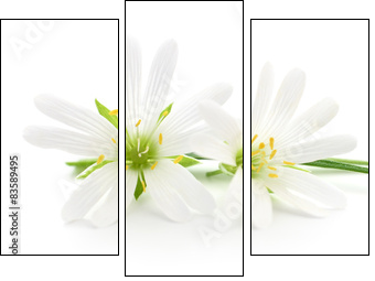 White flowers - Three-piece canvas print, Triptych