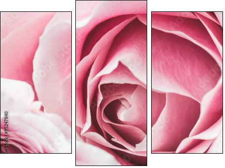 Pink Rose Flower with shallow depth of field and focus the centre of rose flower  - Three-piece canvas print, Triptych