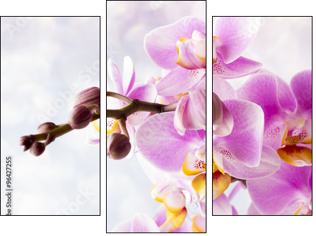 Beautiful pink orchid on a gray background. - Three-piece canvas print, Triptych