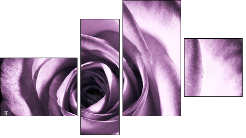 Purple rose - Four-piece canvas print, Fortyk