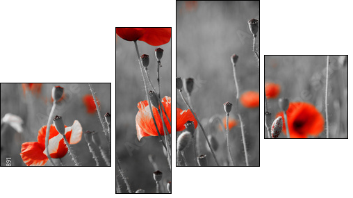 red poppies on  field - Four-piece canvas print, Fortyk