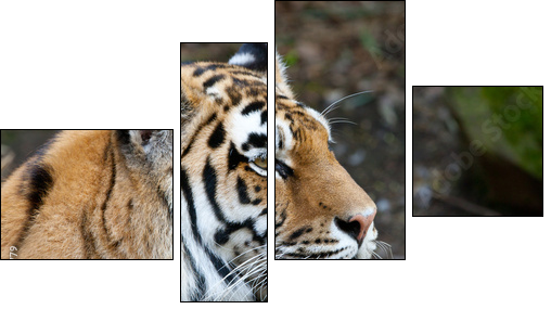 Endangered Sumatran Tiger - Four-piece canvas print, Fortyk