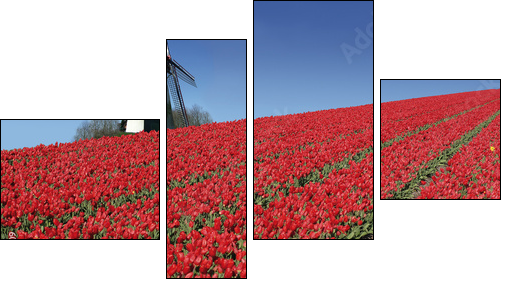 dutch mill and red tulips - Four-piece canvas print, Fortyk