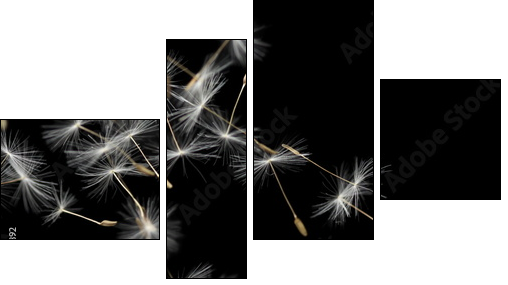 Seeds of dandelion, isolated on black - Four-piece canvas print, Fortyk