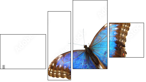 blue morpho isolated - Four-piece canvas print, Fortyk