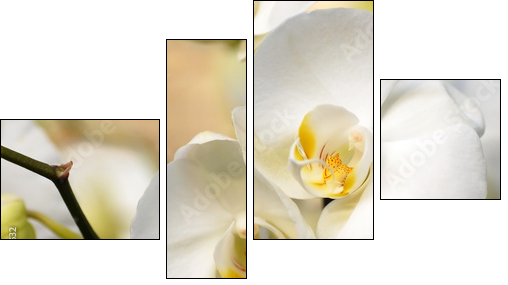 White orchid - Four-piece canvas print, Fortyk