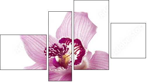 Pink orchid on a white background - Four-piece canvas print, Fortyk