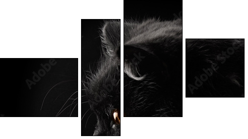 black persian cat on black background - Four-piece canvas print, Fortyk