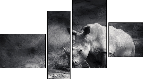White Rhinoceros - Four-piece canvas print, Fortyk