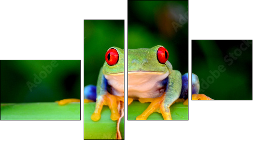 Red eyed tree frog looking curious - Four-piece canvas print, Fortyk
