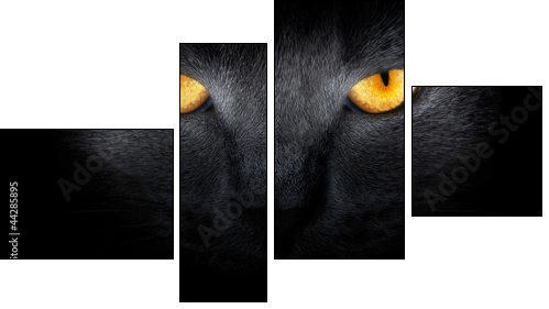 View from the darkness. muzzle a cat on a black background. - Four-piece canvas print, Fortyk